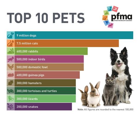 Top 10 Pet.
